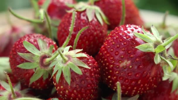 Syrové čerstvé skutečné organické jahody se otáčejí v kruhu na zahradním pozadí v zamračeném dni - Záběry, video