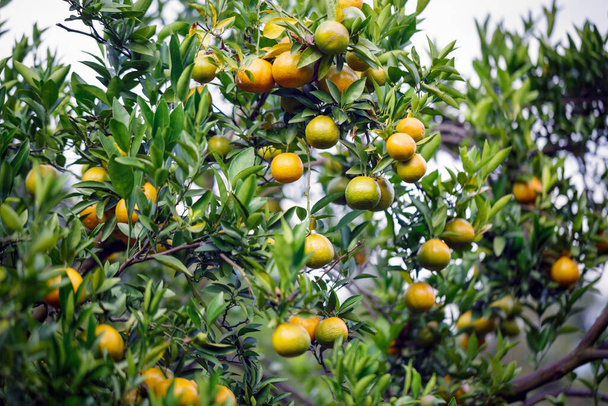 rijpe verse sinaasappels hangend aan boom in sinaasappelboomgaard - Foto, afbeelding