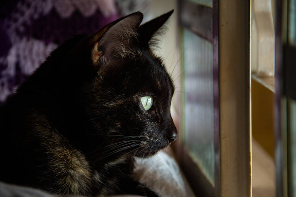 Želví kočka ležící před oknem a dívající se ven. - Fotografie, Obrázek