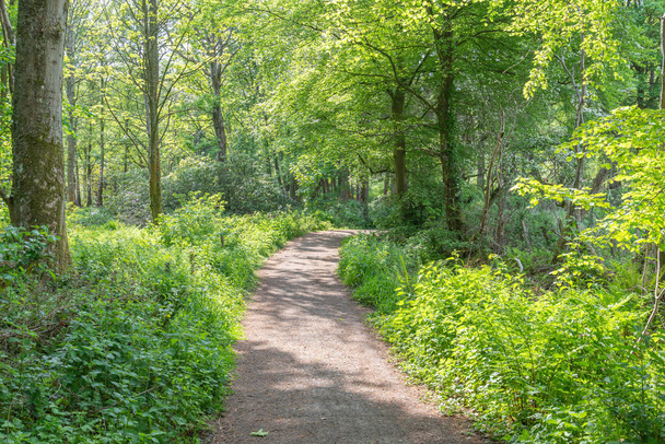 De sprookjesachtige wandelpaden van Fullerton Park in Troon Schotland als de zon door de bomen komt en bijdraagt aan de mystieke sfeer - Foto, afbeelding
