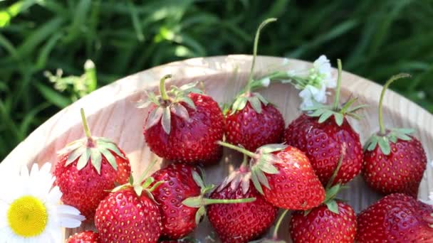 Syrové čerstvé skutečné organické jahody v dřevěném talíři s sedmikráskami se otáčejí v kruhu na zahradním pozadí ve slunečném větrném dni, horní pohled - Záběry, video