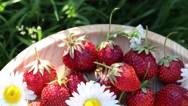 Syrové čerstvé skutečné organické jahody v dřevěném talíři s sedmikráskami se otáčejí v kruhu na zahradním pozadí ve slunečném větrném dni, horní pohled - Záběry, video