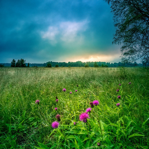 Egy gyönyörű nyári rét virágzó vadvirágokkal a napfelkeltekor. Észak-Európa nyári tájképe. - Fotó, kép