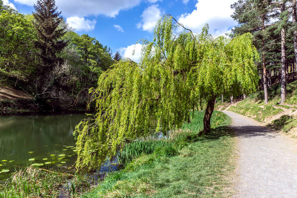 A young Weeping Willow tree, Salix Babylonica  Pendula, in the Furry Glen area of Dublins Phoenix Park. - Photo, Image