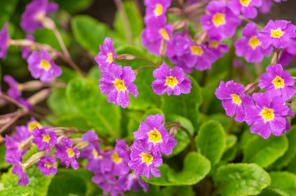Hermosas flores violetas de cerca en el jardín en primavera - Foto, Imagen
