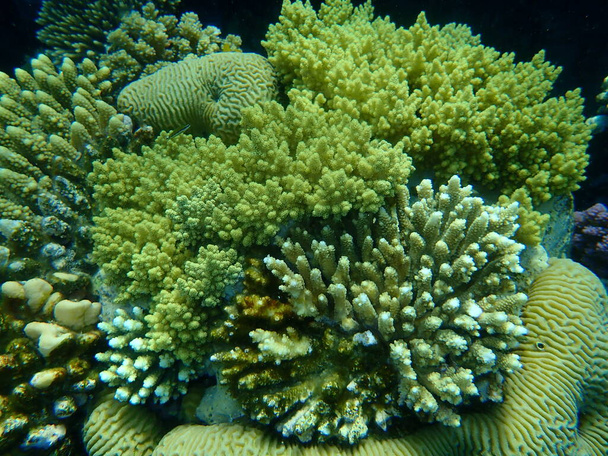 Дивовижний підводний кораловий риф, Червоне море, Єгипет, Шарм - ель - Шейх, затока Набк - Фото, зображення