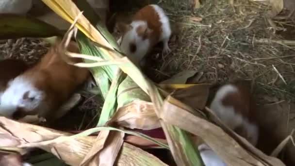 If you come to the Andes, you should know that we have farms where we raise guinea pigs for human consumption, the name we give them is guinea pig, we use corn husks, grass and food waste. - Footage, Video
