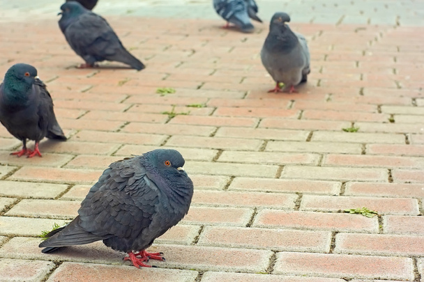 Pigeons on city sidewalk tiles - Photo, Image