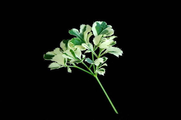 Hojas de poliscias aisladas sobre fondo negro. Polyscias es un género de plantas con flores perteneciente a la familia Araliaceae.. - Foto, imagen