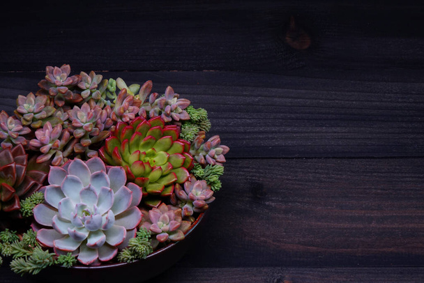 Hermosas suculentas en tazón de cerámica sobre mesa de madera. Enfoque selectivo con espacio de copia - Foto, imagen