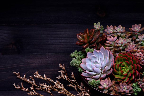 Beautiful succulents in ceramic bowl on wooden table. Selective focus with copy space - Foto, immagini