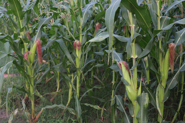 green colored maize tree firm on field for harvest - Photo, Image