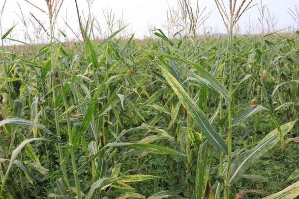 groen gekleurde maïsboom bedrijf op het veld voor de oogst - Foto, afbeelding