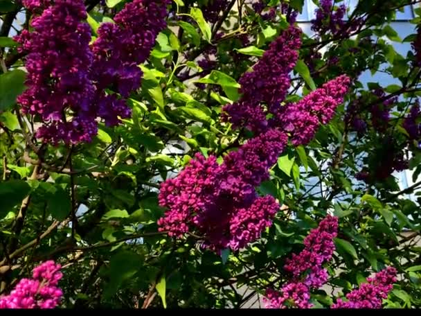 Flieder Blumen Baum rosa Blumen Baum Zweig Frühling Pflanze blauer Himmel und grüne Blätter Natur Landschaft  - Filmmaterial, Video