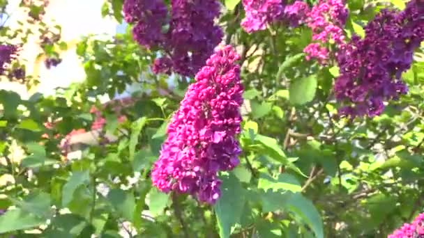 lilac flowers  tree pink flowers tree branch spring plant blue sky and green leaves nature landscape  - Footage, Video