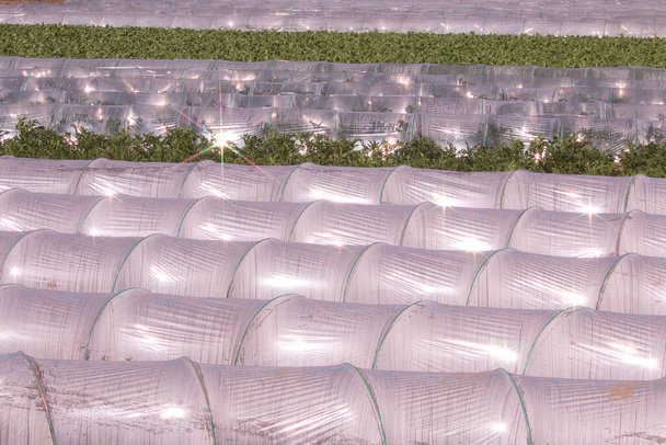 Kunststof tunnels in plantaardig veld glinsteren in zonlicht - Foto, afbeelding