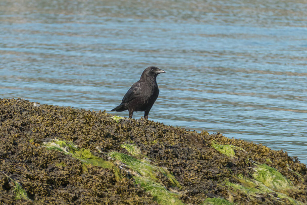 Raven seen head on in sunlight perched on seaweed covered rock outdoors - Photo, Image