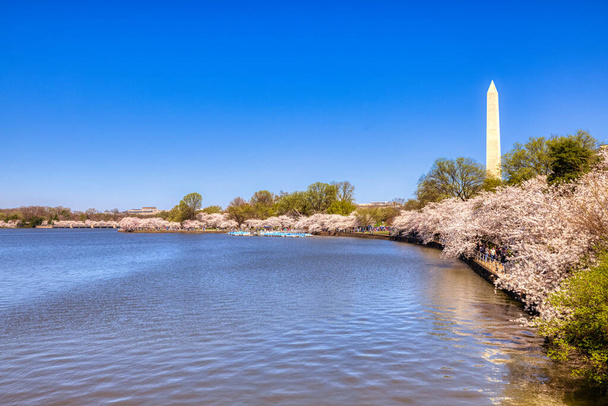 Jefferson Memorial, Tidal Basin, Washignton DC, Kiraz Çiçekleri - Fotoğraf, Görsel