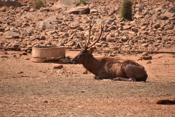 Dicht zicht op Herten rustend op het veld op zonnige dag in een openbaar park. - Foto, afbeelding