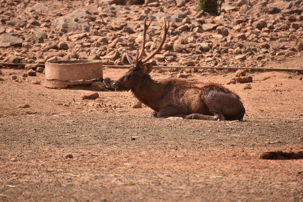 Lähellä näkymä Deer lepää kentällä aurinkoisena päivänä julkisessa puistossa. - Valokuva, kuva