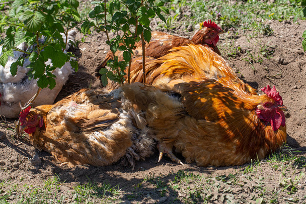 Close up of agricultural chickens in the wild. - Photo, Image