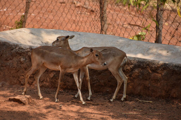 Close view of Deer kids couple standing at field in sunny day in a public park. - Foto, Imagem