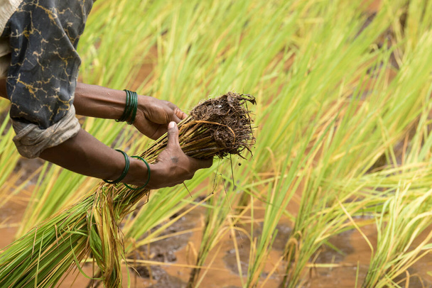 MUMBAI/INDIA - JULY 29, 2020: Seedlings at a paddy field near Malshej Ghat. - Zdjęcie, obraz