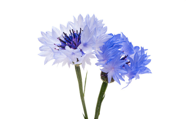 подсолнечник цветок изолирован на белом фоне  - Фото, изображение