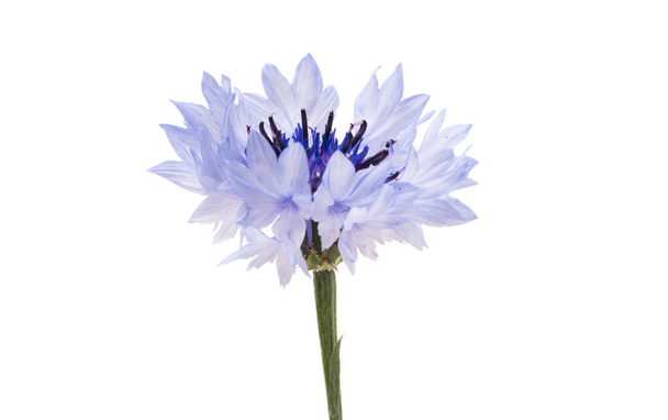 Квітка кукурудзи ізольована на білому тлі
  - Фото, зображення