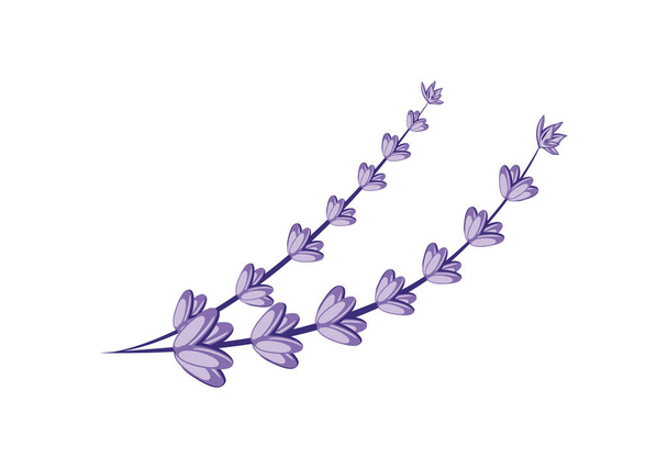 Lavanta çiçeği tasarımı illüstrasyon vektörü biçimi, tasarım ihtiyaçlarınız, logonuz, illüstrasyonunuz, animasyonunuz vs. için uygun. - Vektör, Görsel