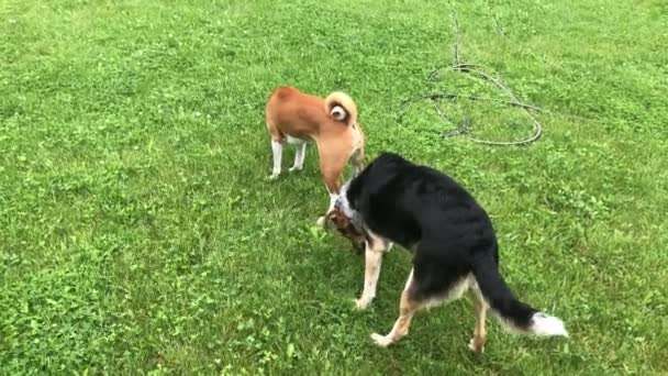 Bir çift köpek (erkek Basenj bir ve dişi melez köpek) senkronize olarak bahar sabahı yeşil çimlerin üzerinde dururlar. - Video, Çekim