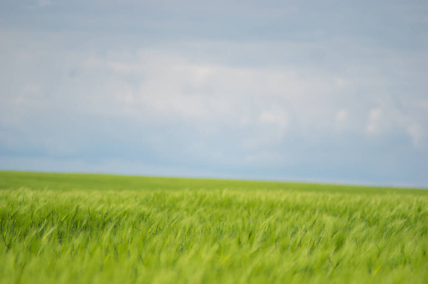 Hermosas espiguillas de trigo en el campo de cerca - Foto, imagen