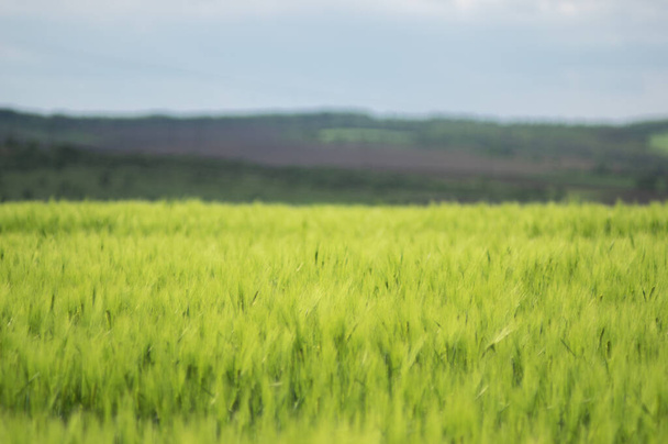 Mooie spikeletten van tarwe op het veld close-up - Foto, afbeelding
