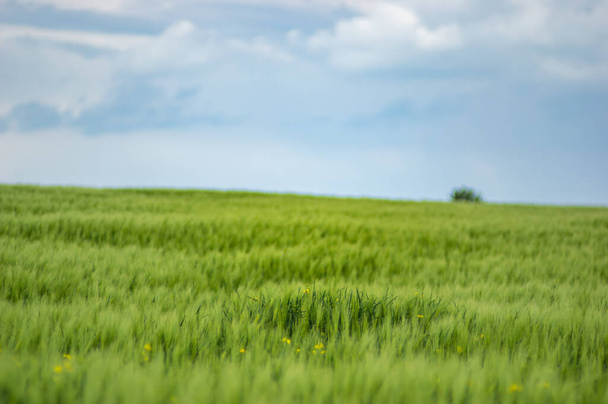 Campo de trigo en el fondo de un hermoso cielo en Europa - Foto, imagen
