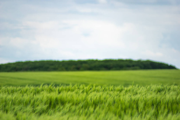 Campo di grano sullo sfondo di un bel cielo in Europa - Foto, immagini