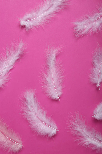 Pehmeät höyhenet pinkillä pohjalla. Minimalismi. Huippunäkymä. Litteä - Valokuva, kuva
