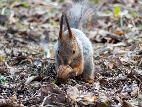 Großaufnahme eines Eichhörnchens, das inmitten trockenen Grases eine Walnuss in den Pfoten hält - Foto, Bild