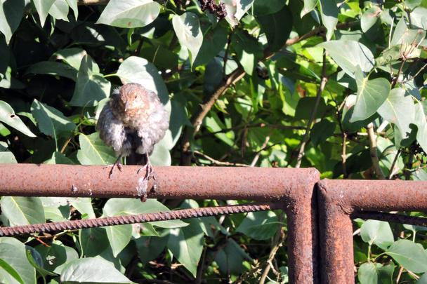 A dark brown molting juvenile Eurasian blackbird sitting on rusty metal fence and preening its ruffled feathers, green lilac leaves in the background - Photo, Image