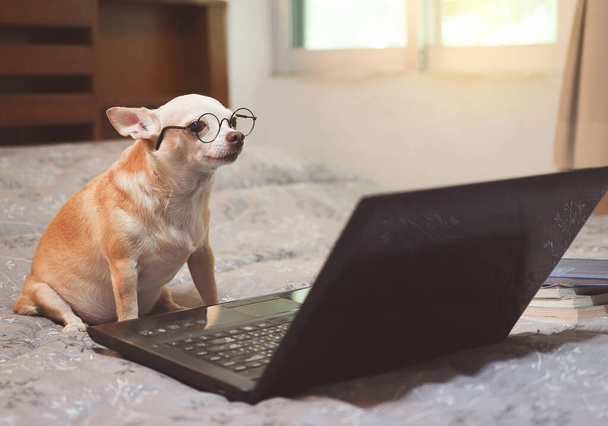 Portret brązowego psa Chihuahua w okularach, siedzącego na łóżku z laptopem, patrzącego na ekran komputera. - Zdjęcie, obraz