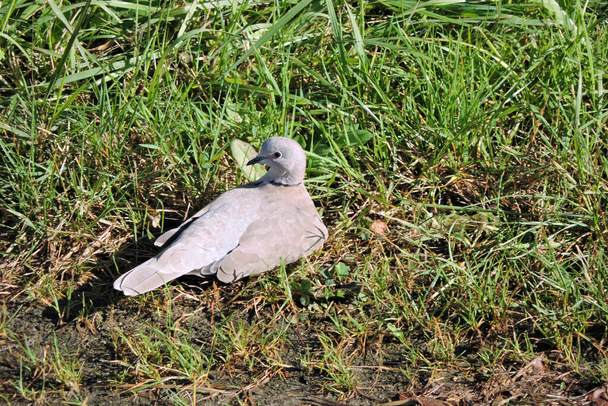 Een Euraziatische kraag duif zonnebaden in groen gras - Foto, afbeelding
