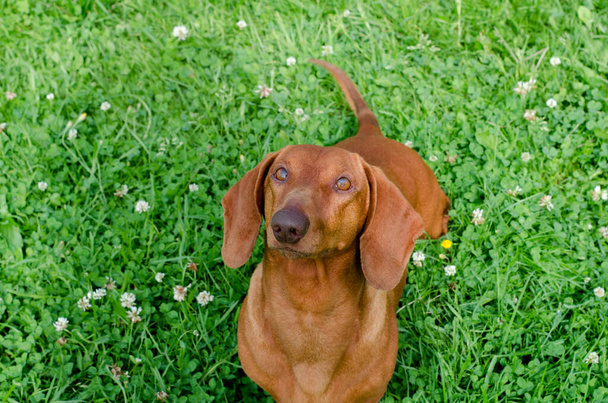 Ένα σοκολατένιο σκυλί στο πράσινο γρασίδι με το κεφάλι του σηκωμένο. - Φωτογραφία, εικόνα