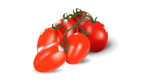 Four ripe red tomatoes on a branch. Photo-realistic vector illustration on a transparent background. These tomatoes can be placed on any background. - Διάνυσμα, εικόνα