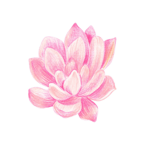 Pink succulent plant. Isolated drawing on a white background. - Foto, afbeelding