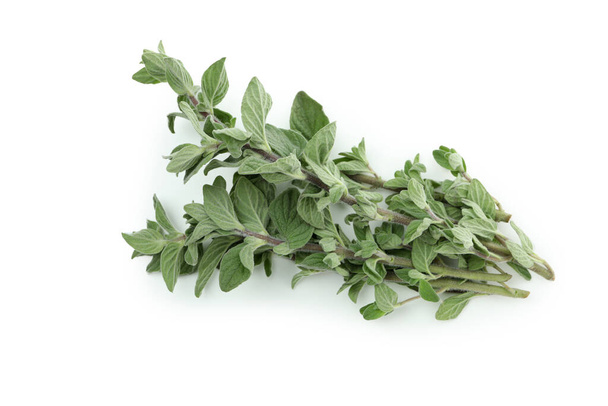 Fresh oregano herb isolated on white background - Photo, Image