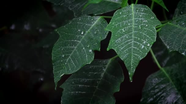 Een close-up van een groene plant - Video
