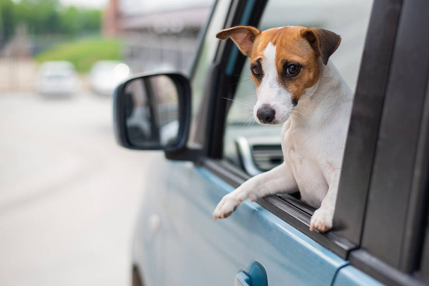 Jack russell terrier dog looks out of the car window. Traveling with a pet - Φωτογραφία, εικόνα