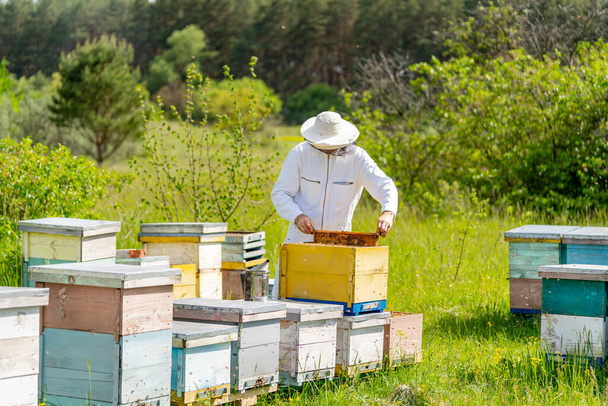 Beekeeping farmer in protection suit working with honeycaomb. Field of honeycombs. - Photo, Image