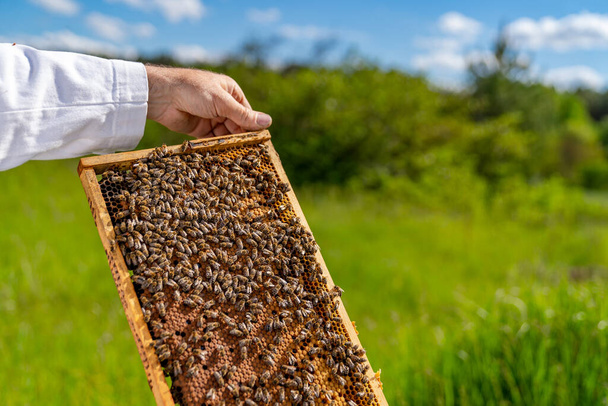 Wooden frame of beehive. Honeycomb beeswax with beekeeper. - Foto, imagen