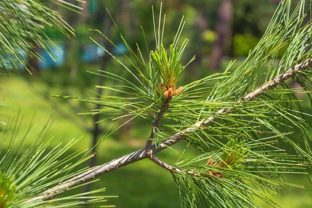 Arrière-plan naturel vert d'un pin résineux longues aiguilles jeunes - Photo, image