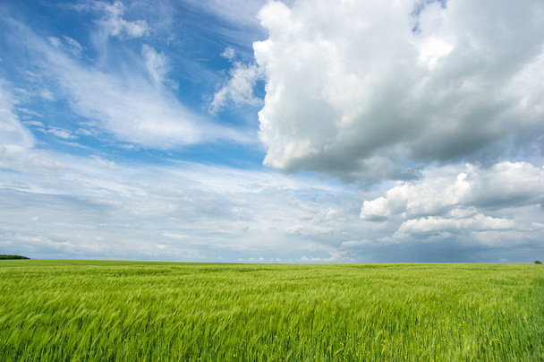 Hermoso paisaje de verano, campo de trigo y cielo azul con nubes - Foto, imagen